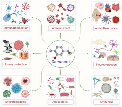 Carvacrol, a Plant Metabolite Targeting Viral Protease (Mpro) and ACE2 in Host Cells Can Be a Possible Candidate for COVID-19